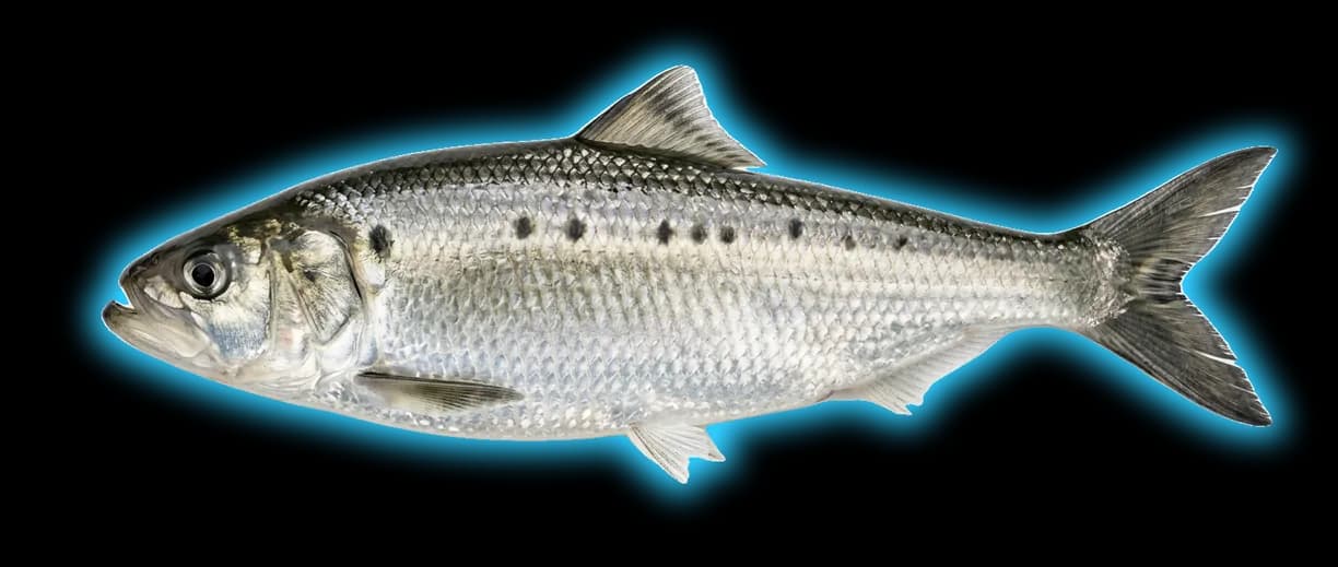 Hickory Shad (Alosa mediocris)