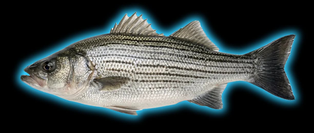 Hybrid Striped Bass (Morone chrysops × Morone saxatilis)