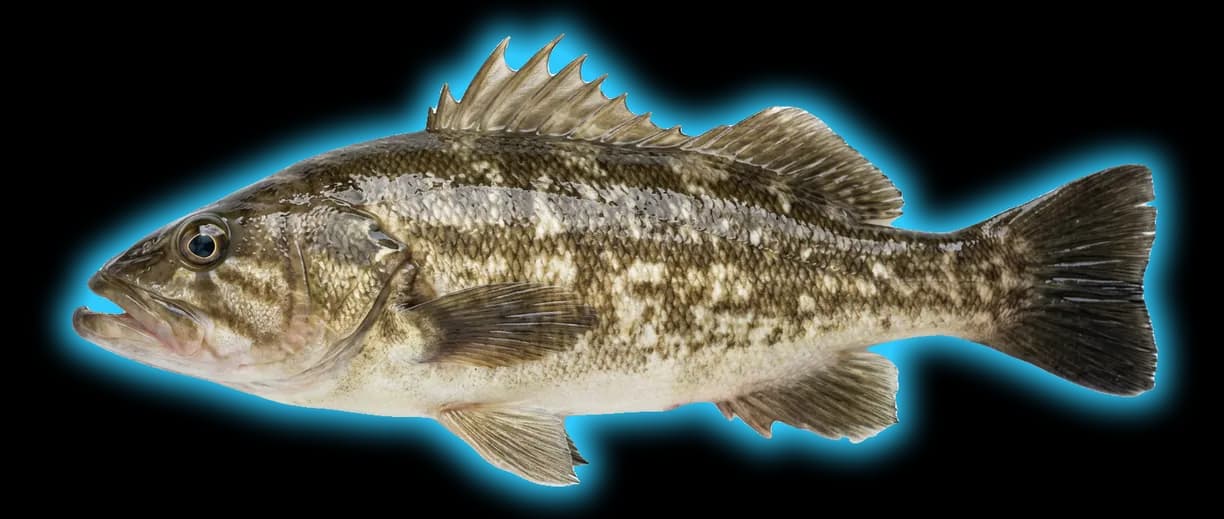 Kelp Bass (Paralabrax clathratus)