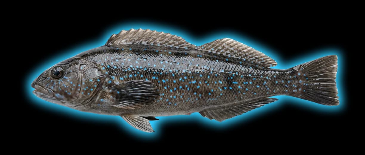 Kelp Greenling (Hexagrammos decagrammus)