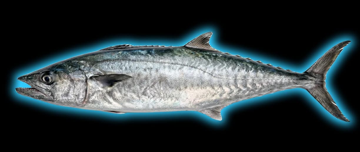 King Mackerel (Scomberomorus cavalla)
