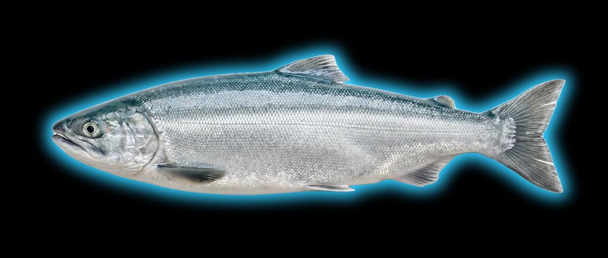 Kokanee Salmon (Oncorhynchus nerka)