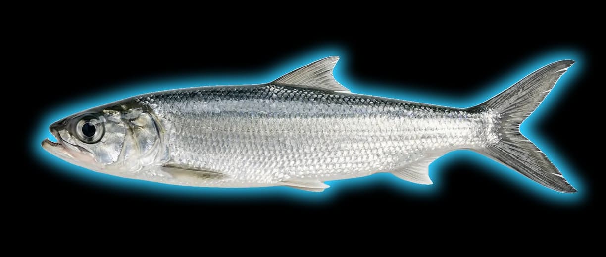 Ladyfish (Elops saurus)