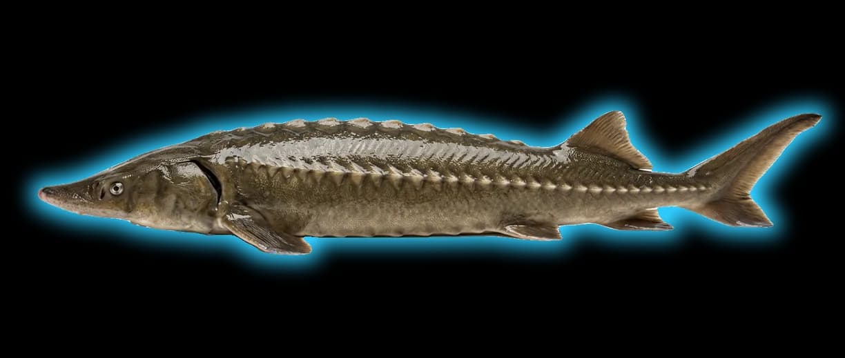 Lake Sturgeon (Huso fulvescens)