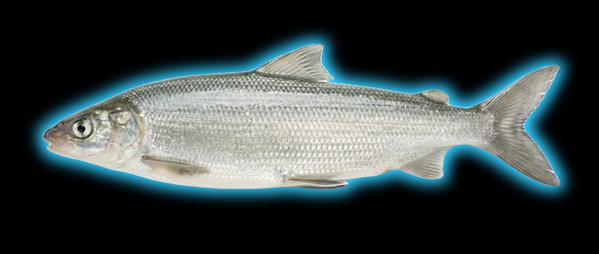 Lake Whitefish (Coregonus clupeaformis)