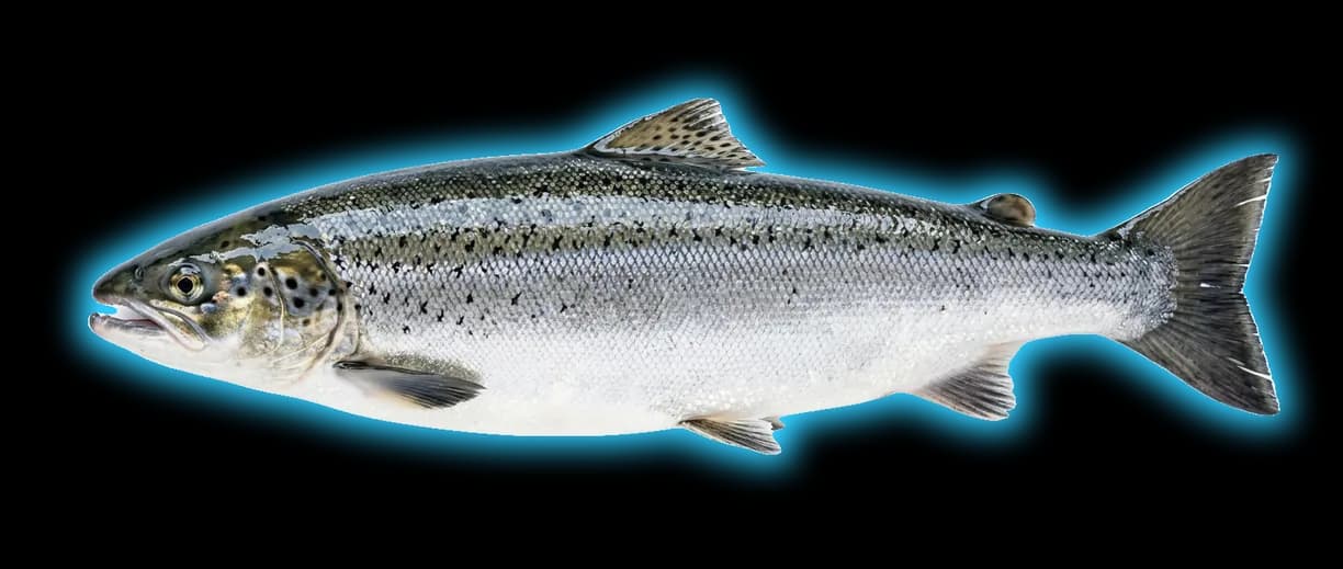 Landlocked Salmon