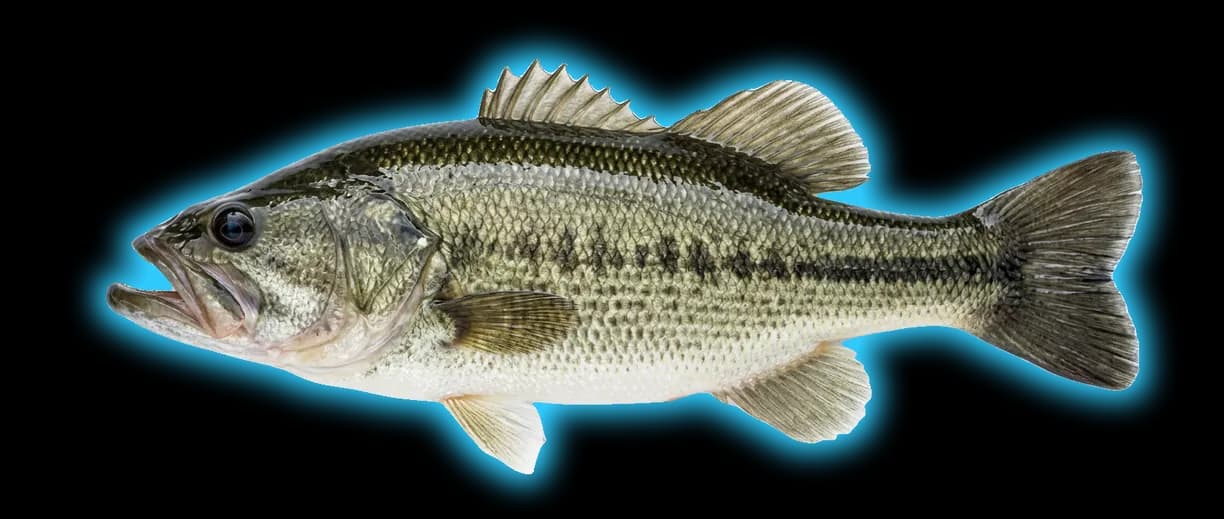Largemouth Bass (Micropterus salmoides)