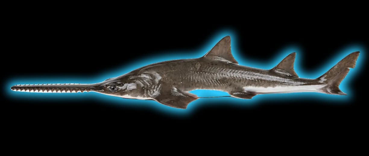 Largetooth Sawfish (Pristis pectinata)