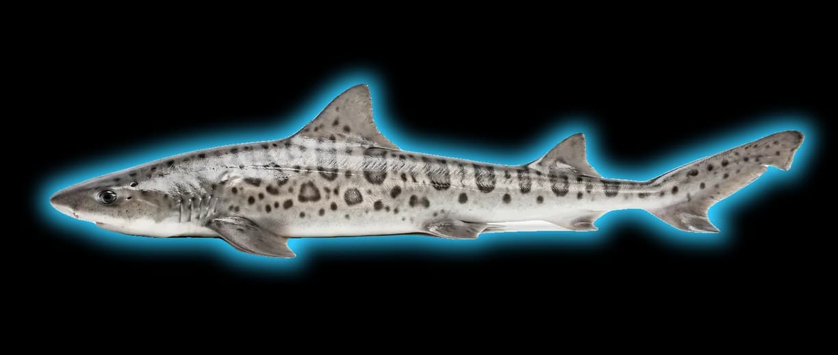 Leopard Shark (Triakis semifasciata)