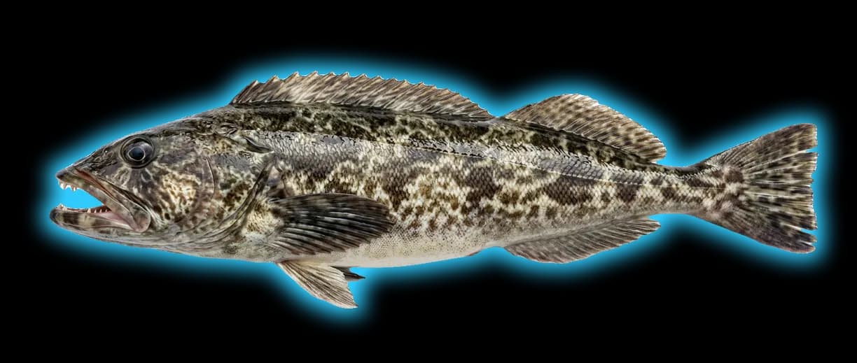 Lingcod (Ophiodon elongatus)