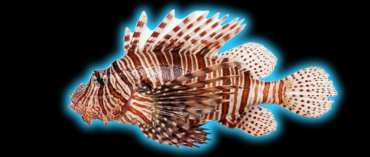 Lionfish (Pterois volitans)
