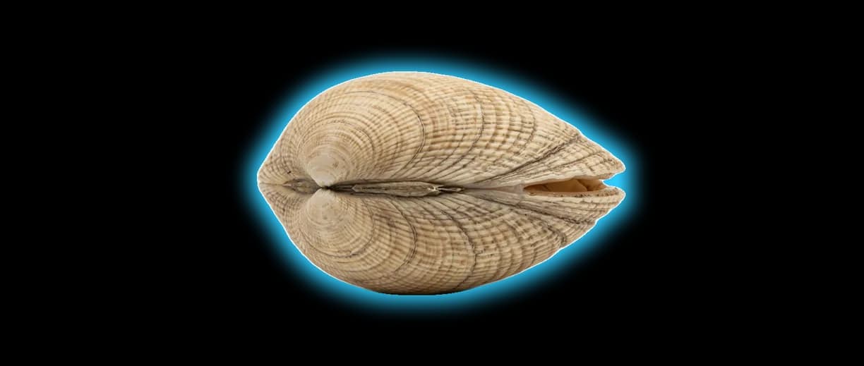 Littleneck Clam (Mercenaria mercenaria)