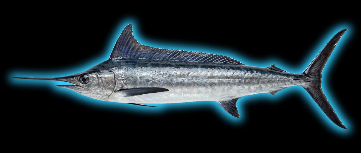 Longbill Spearfish (Tetrapturus pfluegeri)