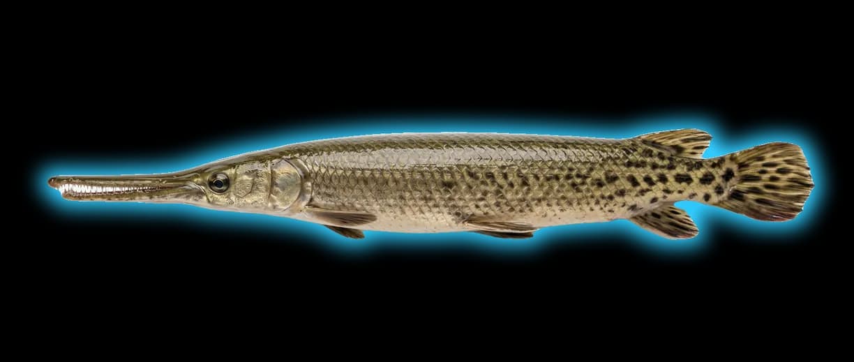 Longnose Gar (Lepisosteus osseus)