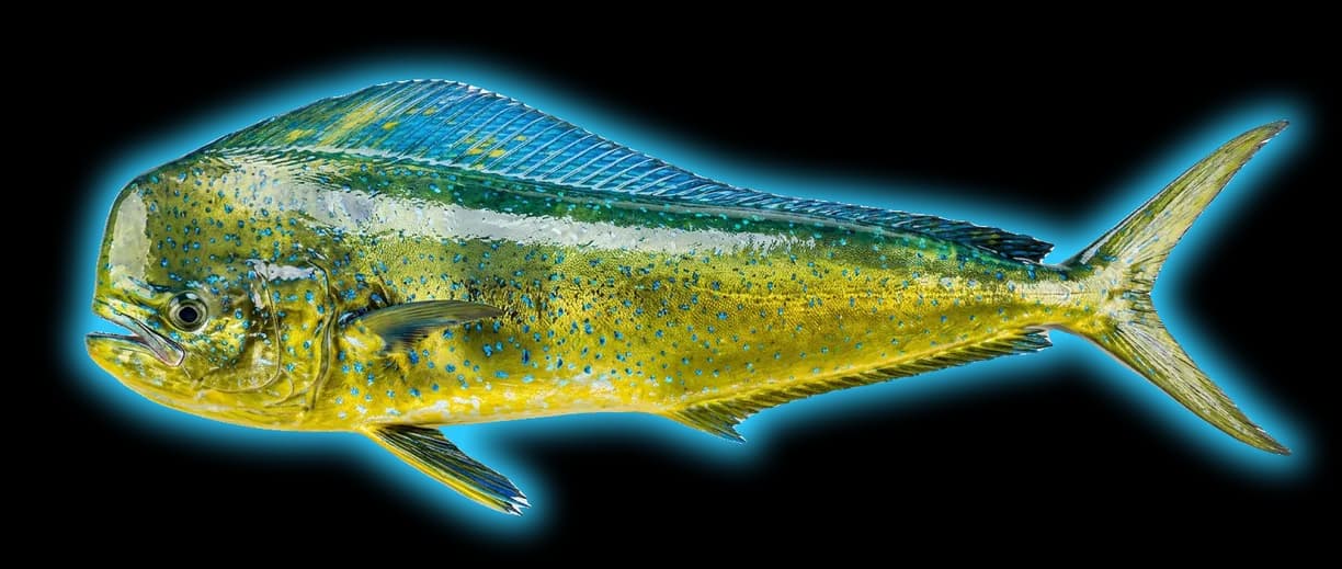Mahi-Mahi (Coryphaena hippurus)