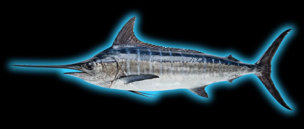 Marlin