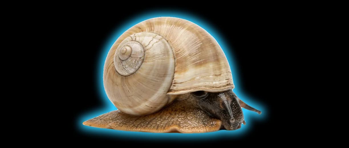 Moon Snail