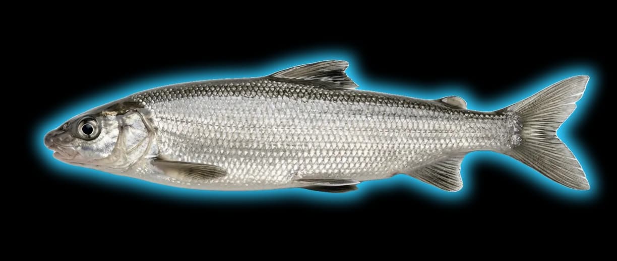 Mountain Whitefish (Prosopium williamsoni)