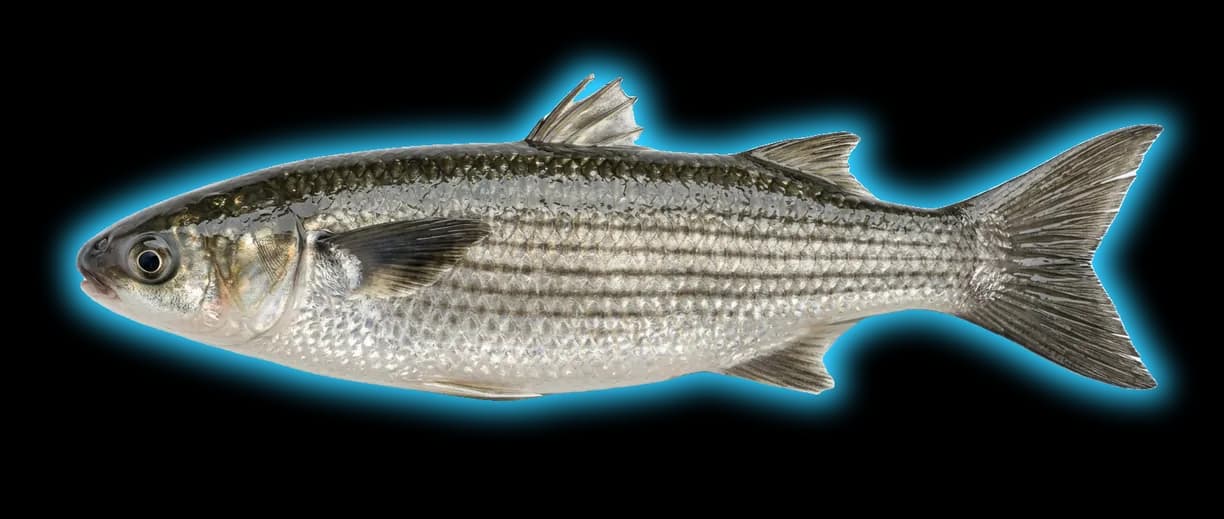 Mullet