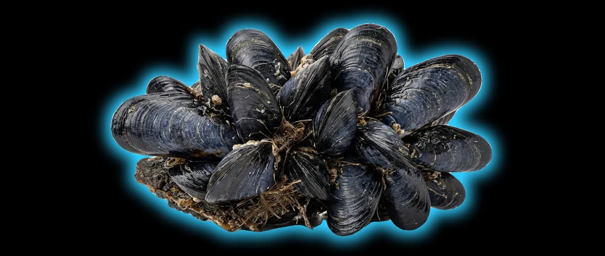 Mussels