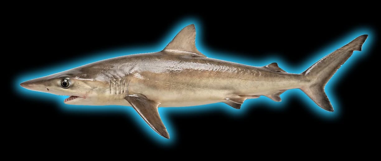 Narrowtooth Shark