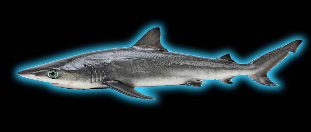 Night Shark (Carcharhinus signatus)