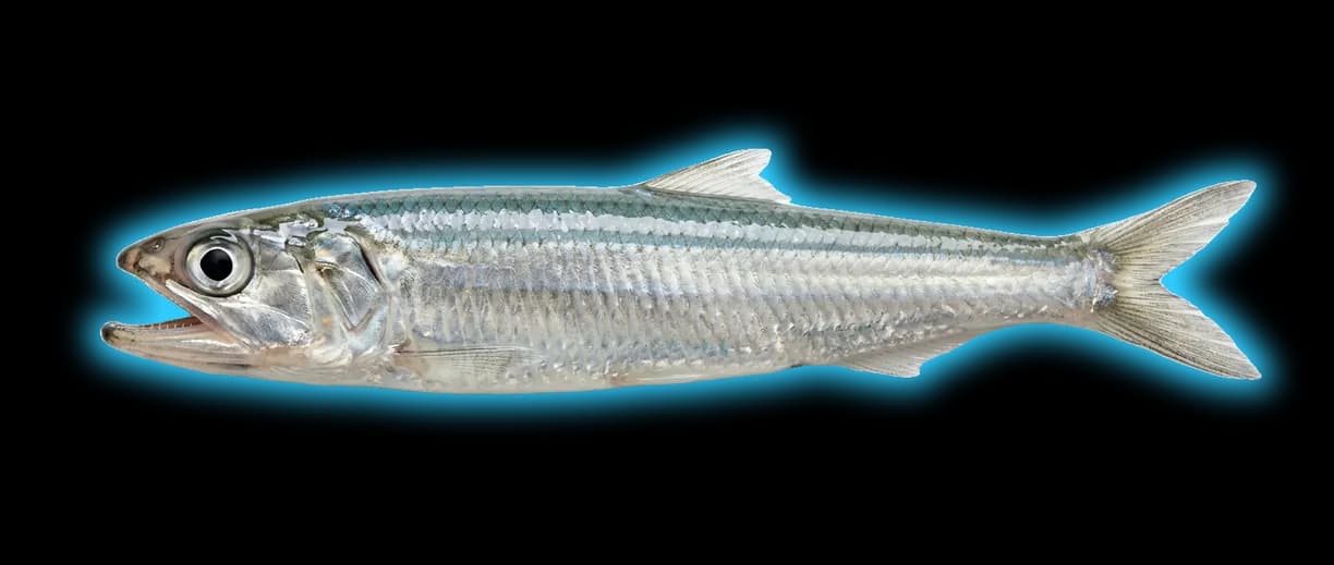 Northern Anchovy (Engraulis mordax)