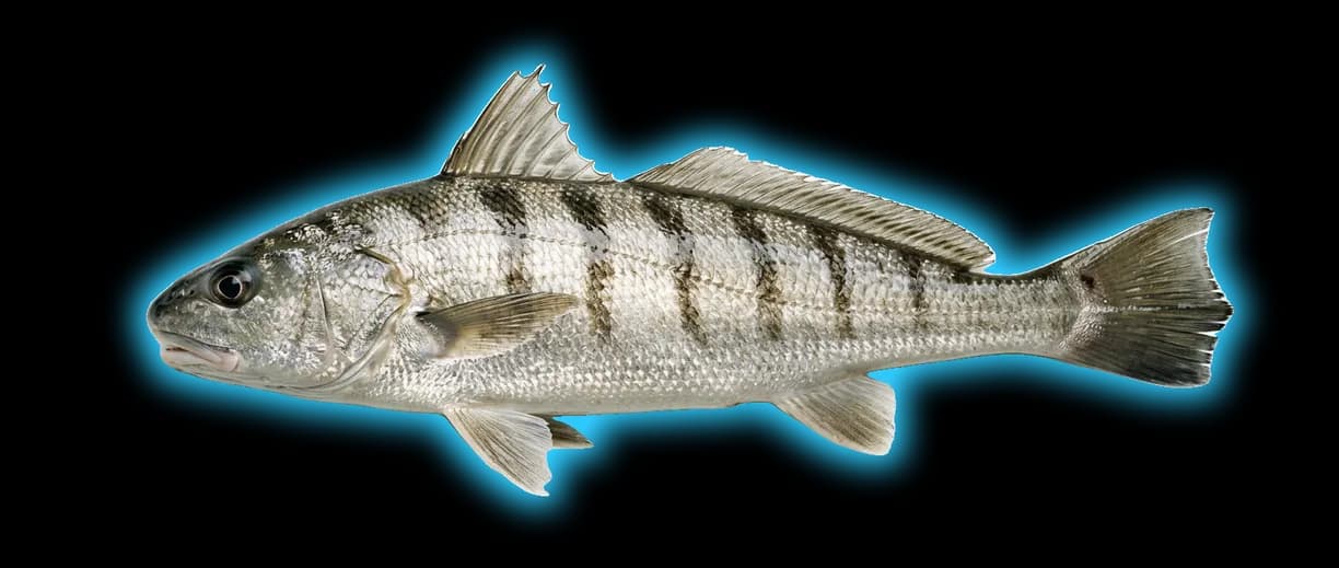 Northern Kingfish (Menticirrhus saxatilis)