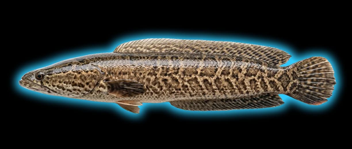 Northern Snakehead (Channa argus)