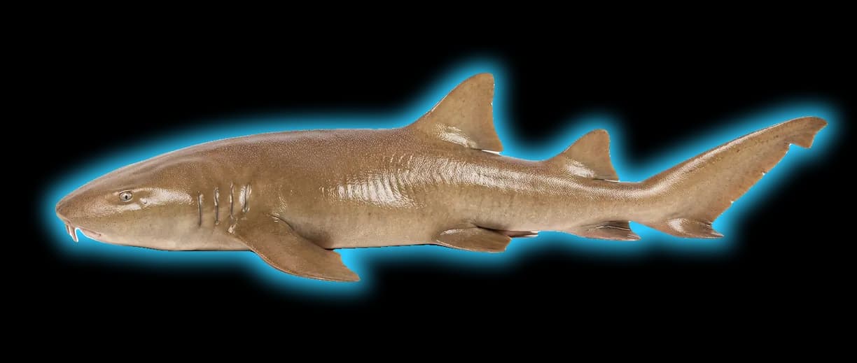 Nurse Shark