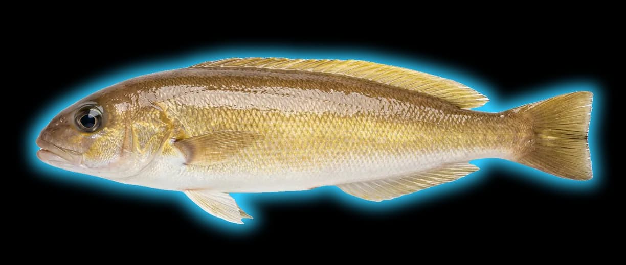 Ocean Whitefish (Caulolatilus princeps)