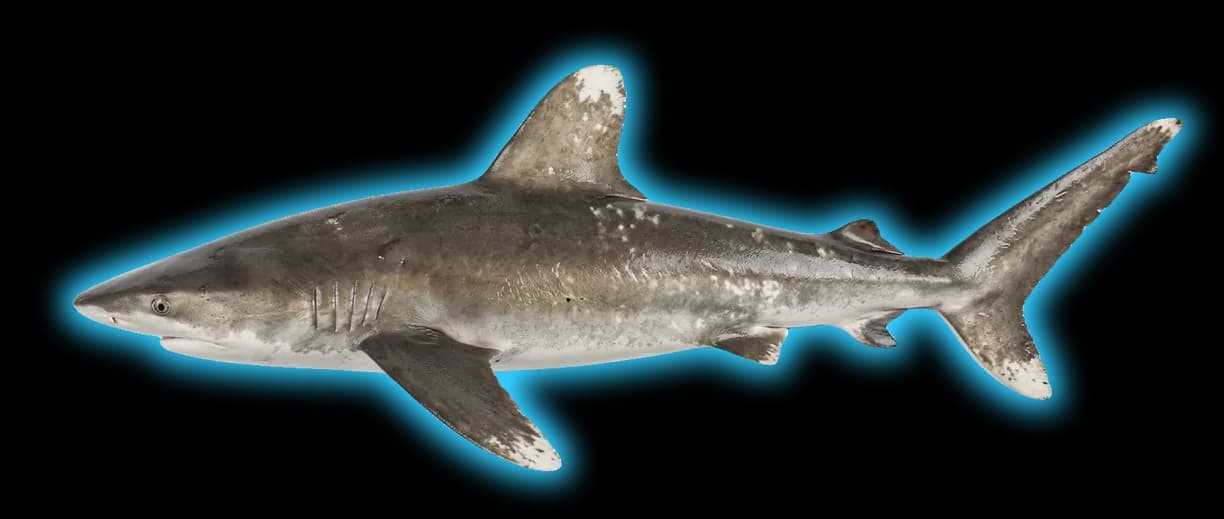 Oceanic Whitetip Shark (Carcharhinus longimanus)