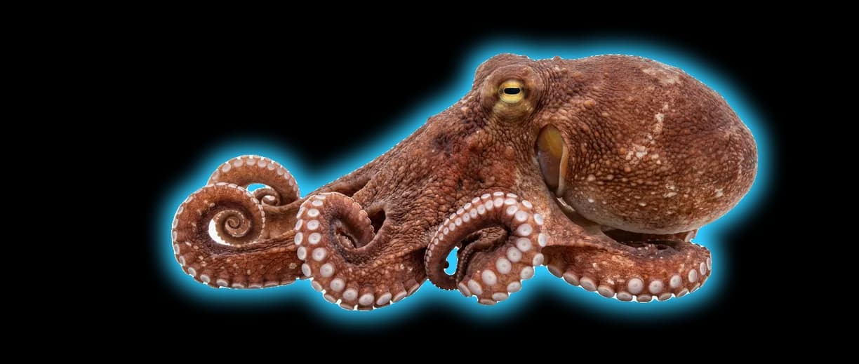Octopus