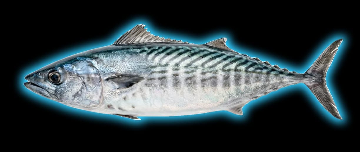 Pacific Bonito (Rastrelliger kanagurta)