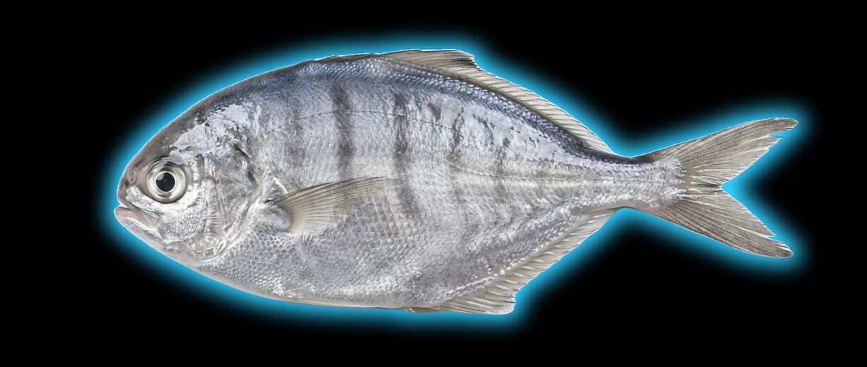 Pacific Butterfish (Peprilus simillimus)
