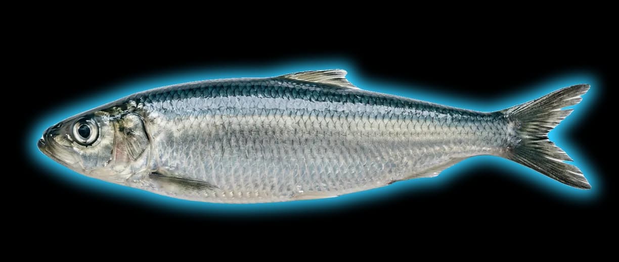 Pacific Herring (Clupea pallasii)