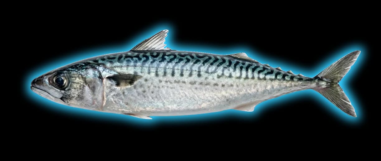 Pacific Mackerel (Scomber japonicus)