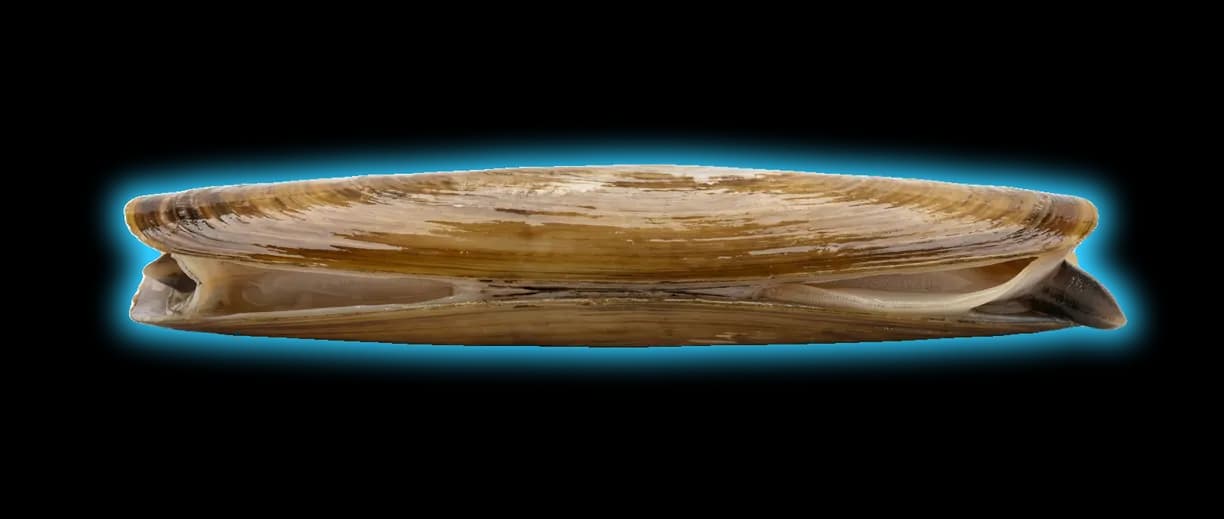 Pacific Razor Clam (Siliqua patula)