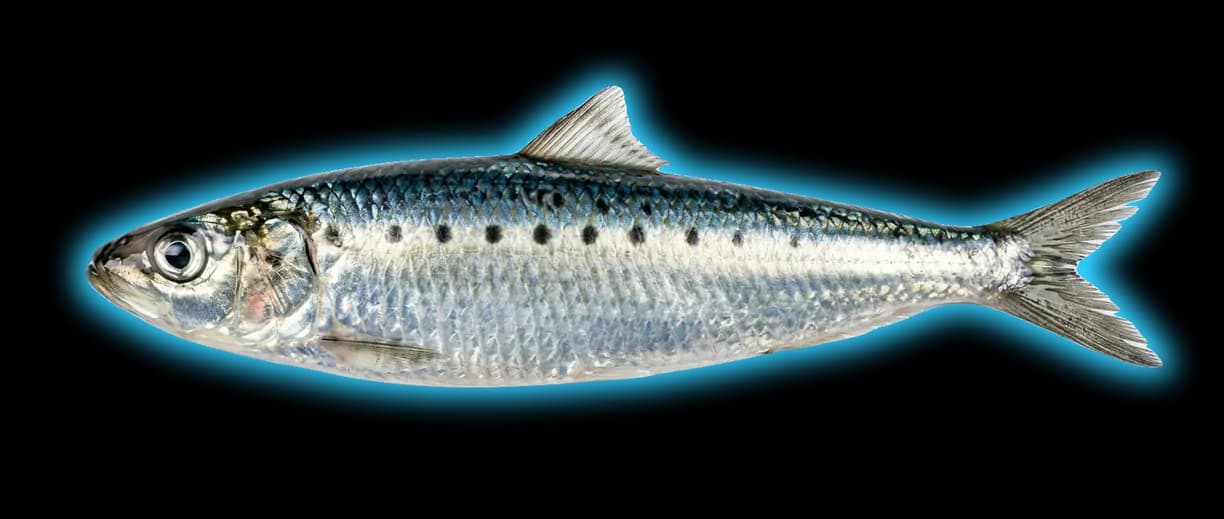 Pacific Sardine (Sardinops sagax)