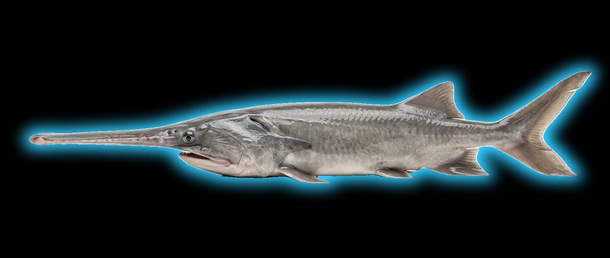 Paddlefish