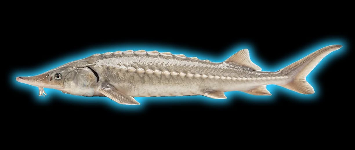 Pallid Sturgeon (Scaphirhynchus albus)