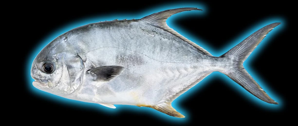 Permit (Trachinotus falcatus)