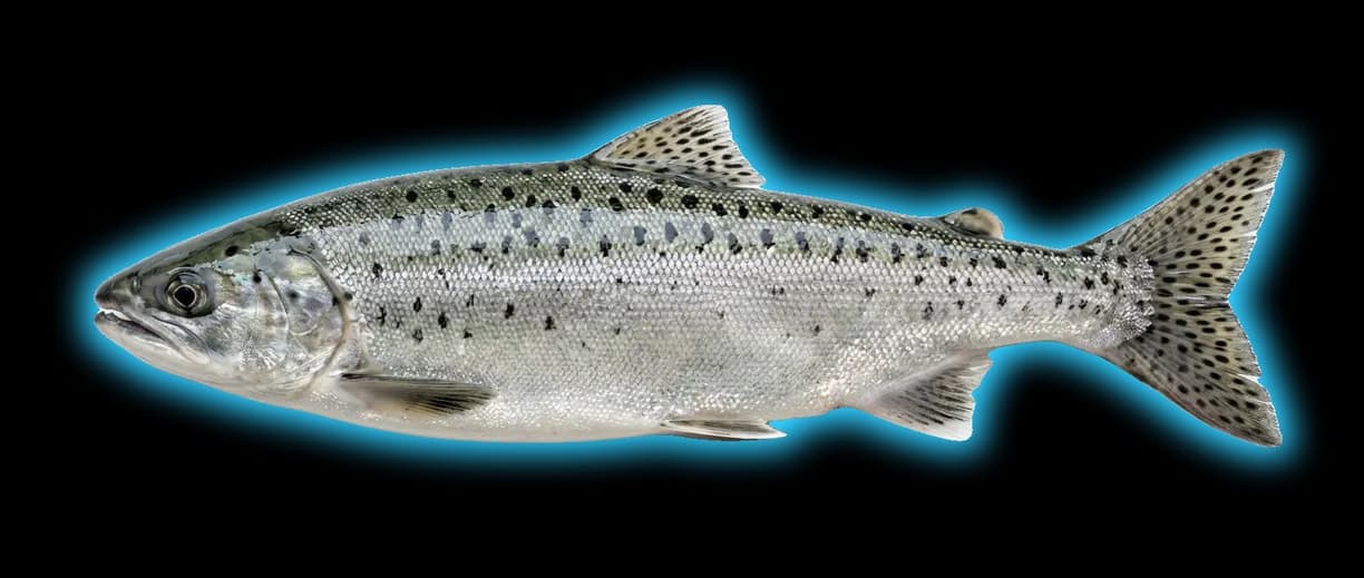 Pink Salmon (Oncorhynchus gorbuscha)