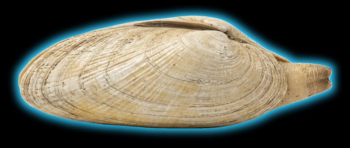 Pismo Clam (Tivela stultorum)
