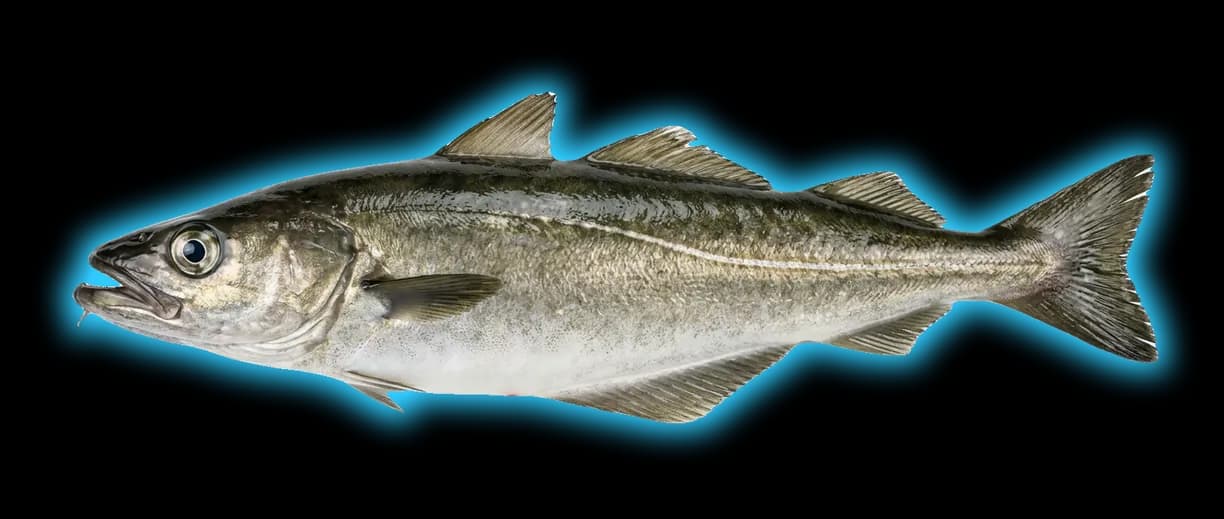 Pollock (Pollachius virens)
