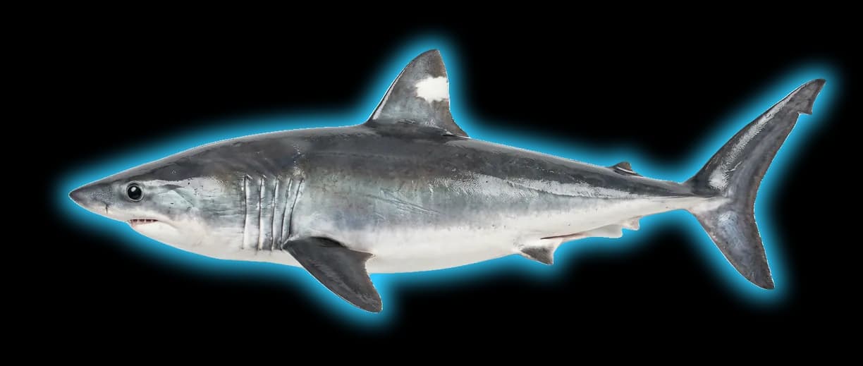 Porbeagle Shark (Lamna nasus)