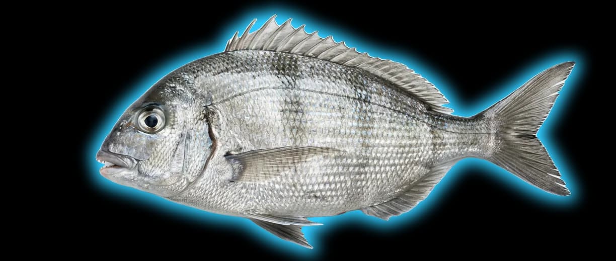 Porgy (Stenotomus chrysops)