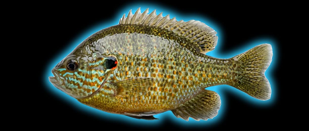 Pumpkinseed (Lepomis gibbosus)