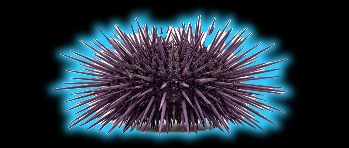 Purple Sea Urchin (Strongylocentrotus purpuratus)
