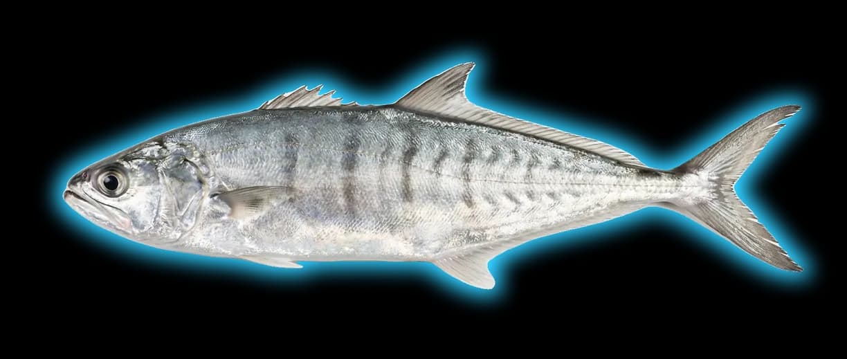 Queenfish